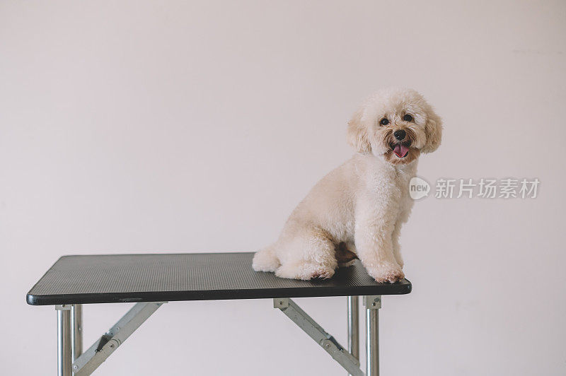 一只玩具狮子狗在宠物沙龙的桌子上等待着轮到它梳理毛发