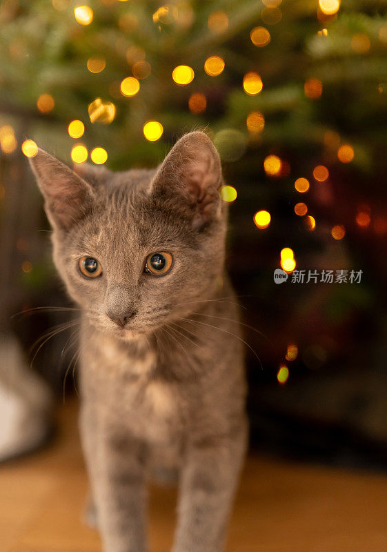 圣诞树下的小猫