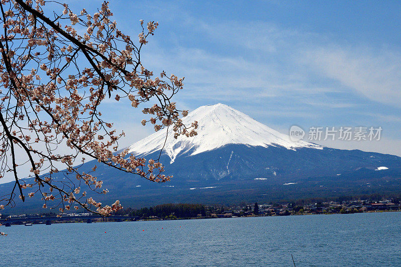 富士山和川口湖的樱花