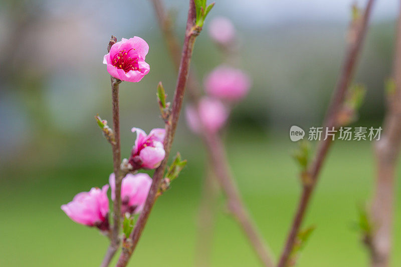 霜桃树粉红花横