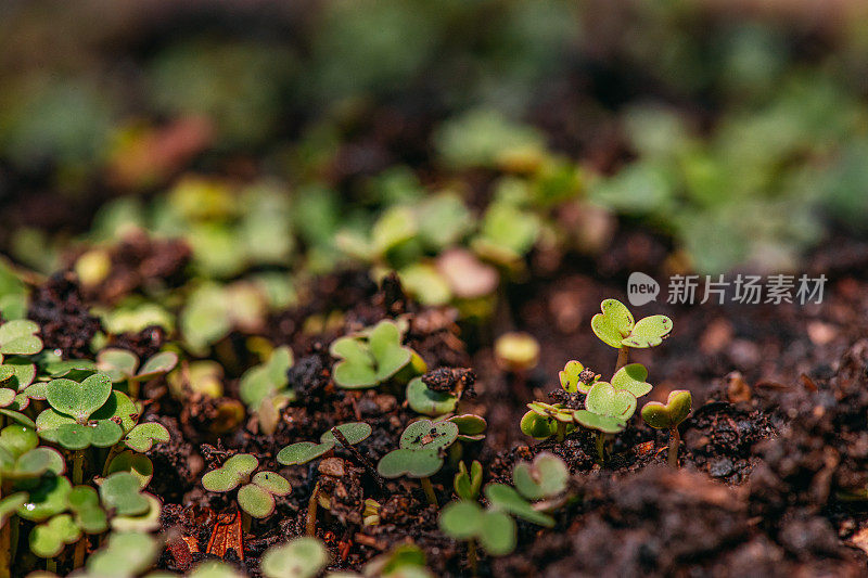 从种子发芽的新鲜蔬菜