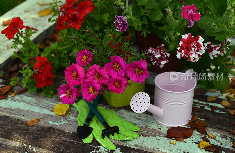 木制庭院里有淡紫色马齿苋花，粉红色的喷壶和工作工具。