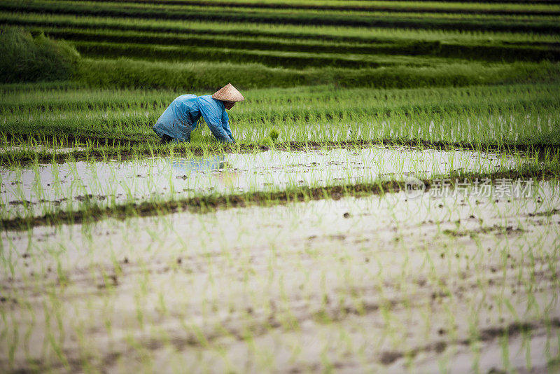 在稻田里工作的印尼农妇。