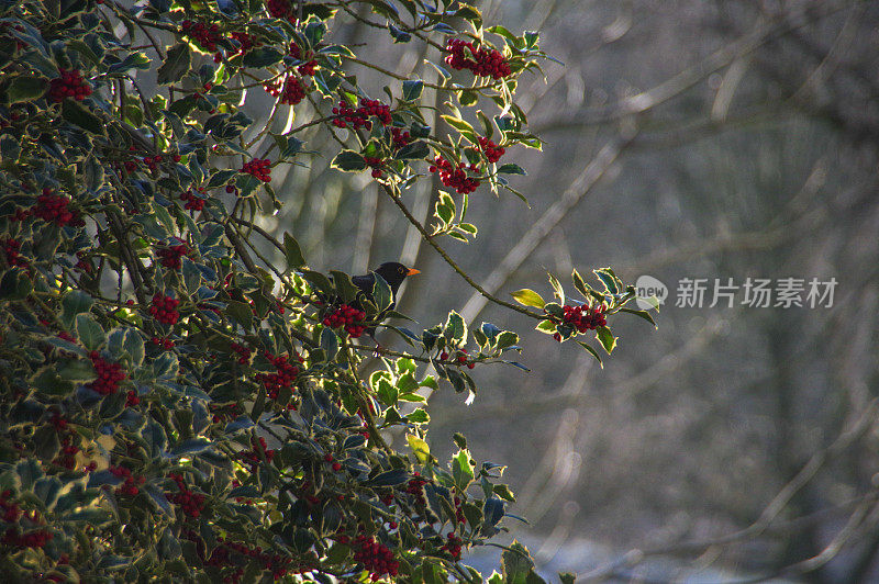 唱着歌吃着黑鸟