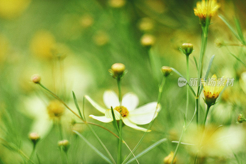 自然背景与地瓜花和散竹