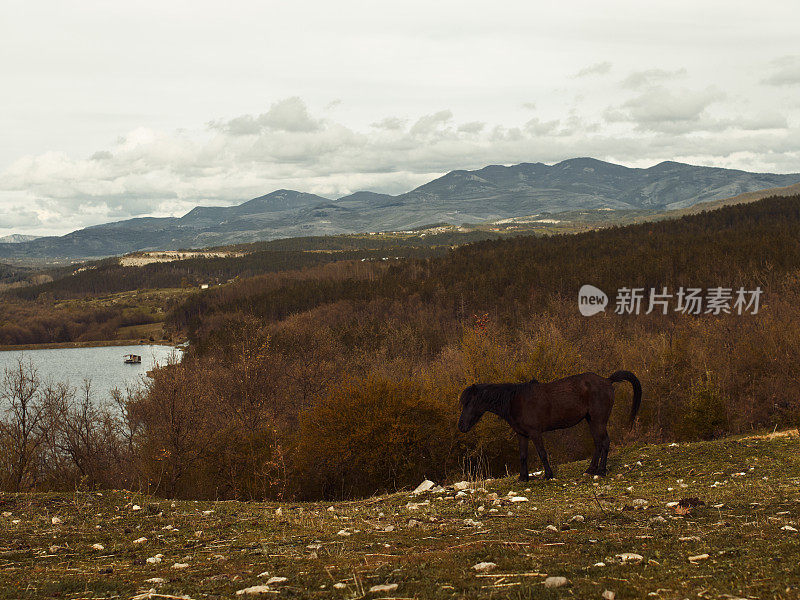 以巴尔干山脉为背景的高地上的一匹马