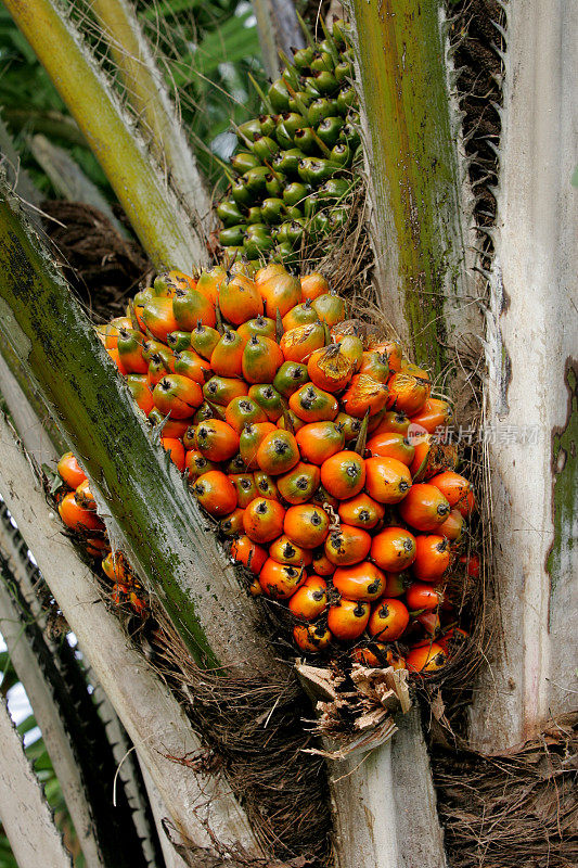 用于榨油的油棕榈种植园