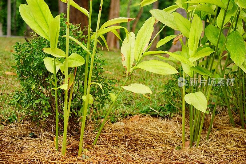 高良姜草本种植