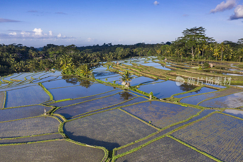 无人机拍摄的印尼巴厘岛的稻田