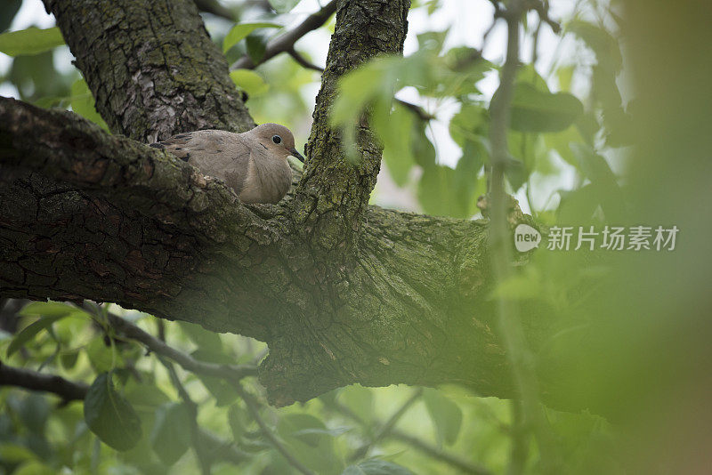 鸽子栖息在花园一棵树的树枝上