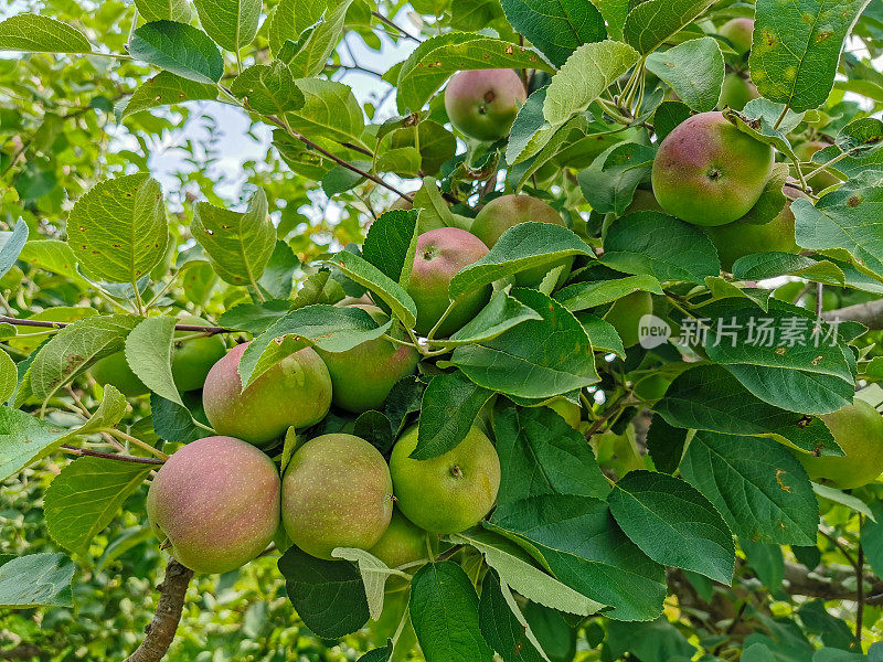 果园里树上的未熟苹果