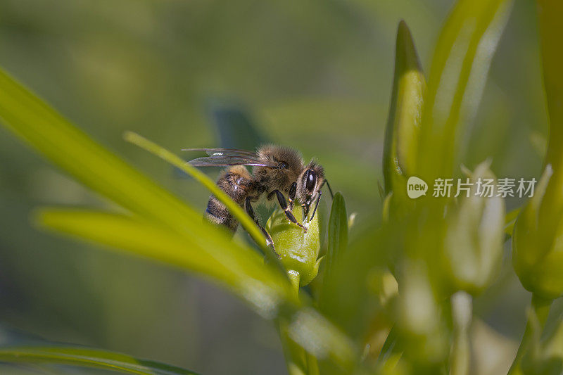 正在吸食夹竹桃花蜜的蜜蜂