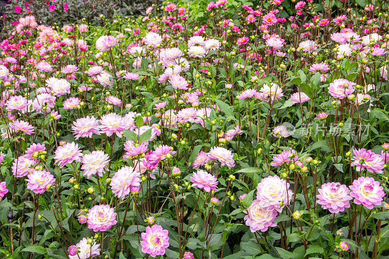 水百合花大丽花-桑迪旋律