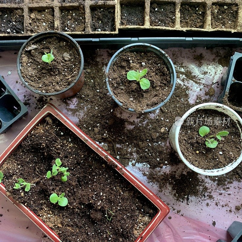 在室内种植种子和幼苗