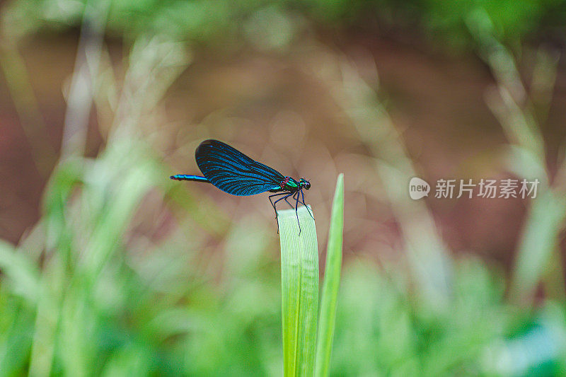 叶子上的蜻蜓