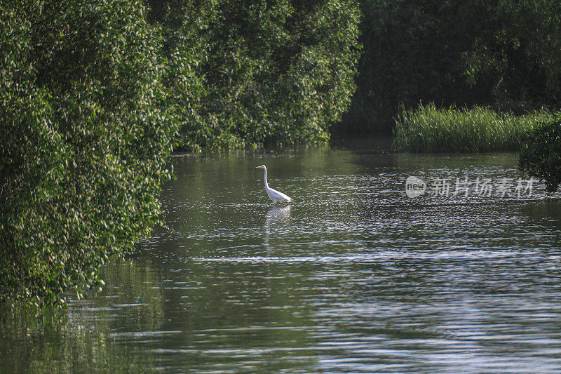 一只大鸟(大白鹭)站在河边和旁边的一棵树上