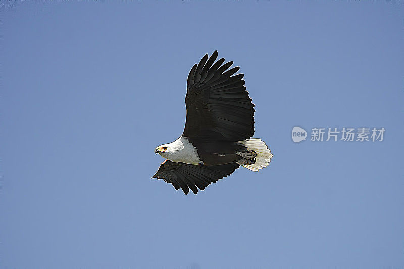 美国Fish-Eagle