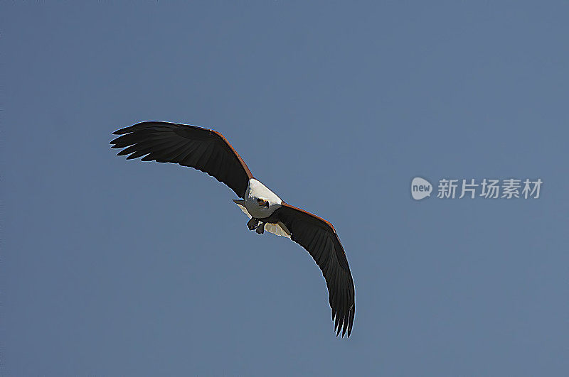 非洲Fish-Eagle