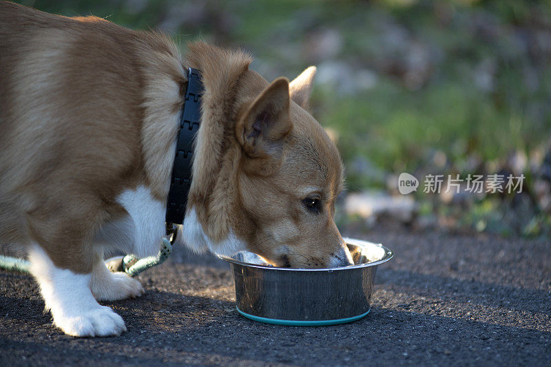 狗的饮用水