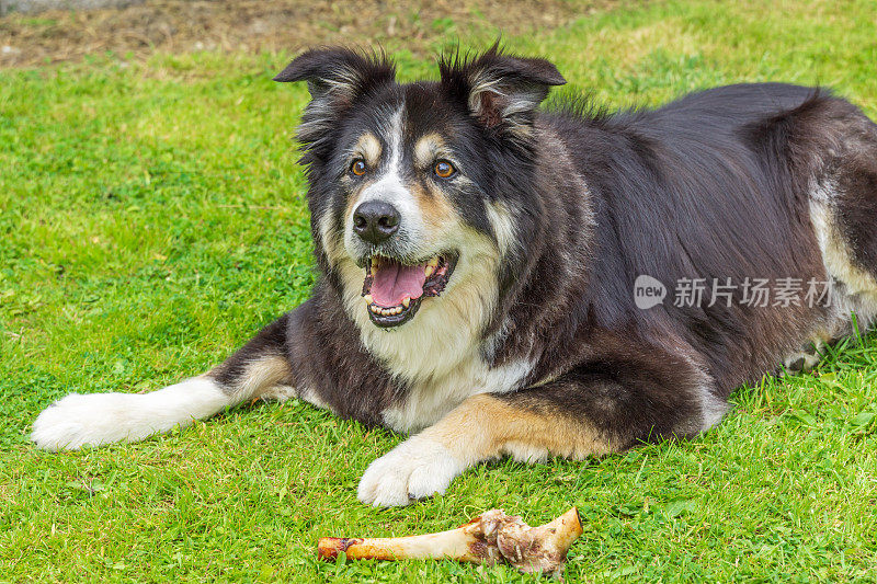 边境牧羊犬躺在草地上啃骨头