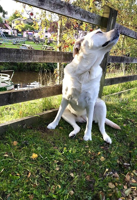 英国运河上的拉布拉多寻回犬