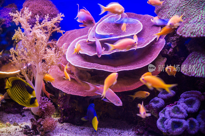 彩色珊瑚上的热带鱼。