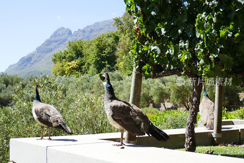 Stellenbosch葡萄酒之乡，南非