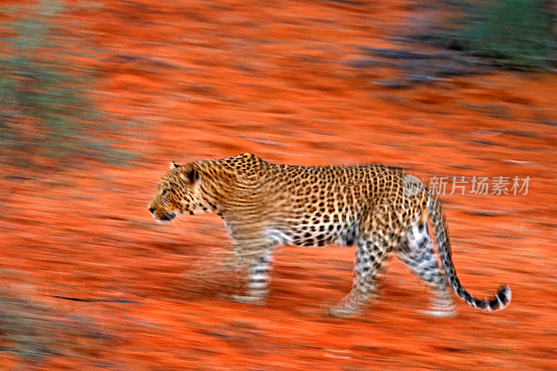 非洲豹的艺术照片，帕尔德斯豹，表达运动的相机平移技术。非洲卡拉加迪沙漠野生豹的动态模糊。艺术野生自然，猫在荒野。