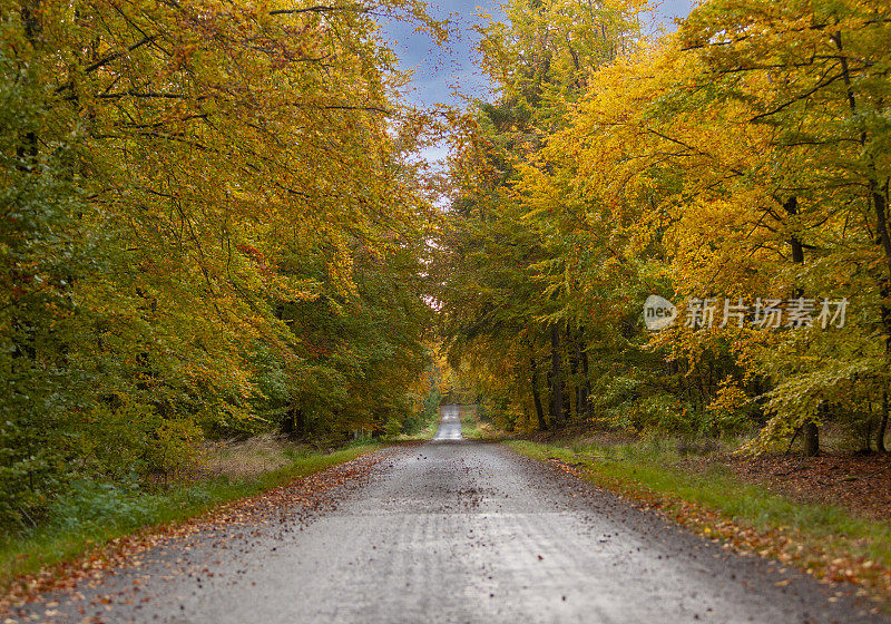 荒凉的道路直通着桔黄色的秋景