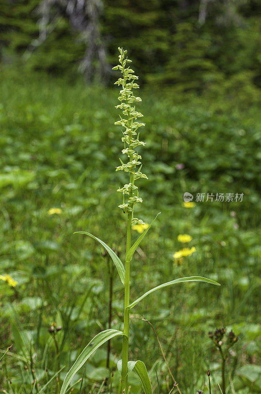 白沼泽兰，高大的白沼泽兰，沼泽蜡烛，北方沼泽兰，高原草。Platanthera是北美发现的最大的兰花属。通常被称为沼泽兰，缰兰，或流苏兰，Platanthera群的成员都有一个