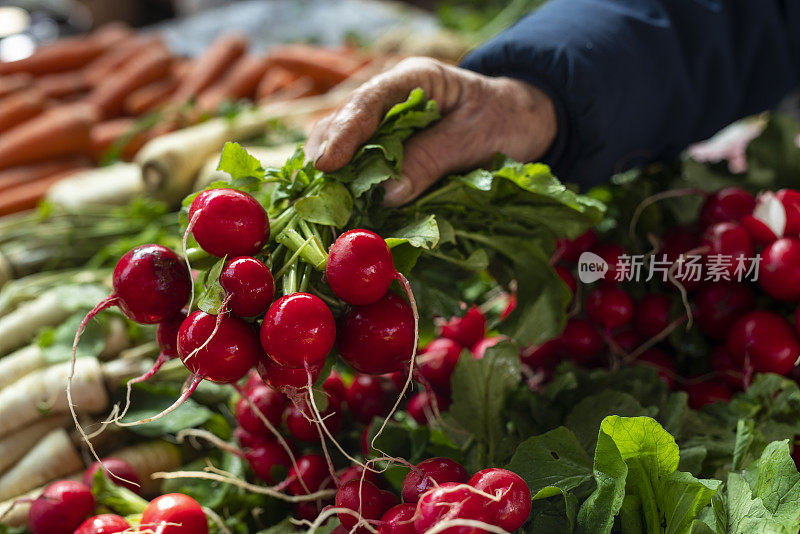 新鲜的萝卜叶和有机蔬菜在市场的摊位