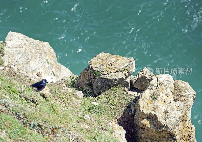 英国多塞特郡侏罗纪海岸波贝克岛悬崖边缘的寒鸦