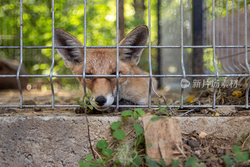 福克斯在笼子里