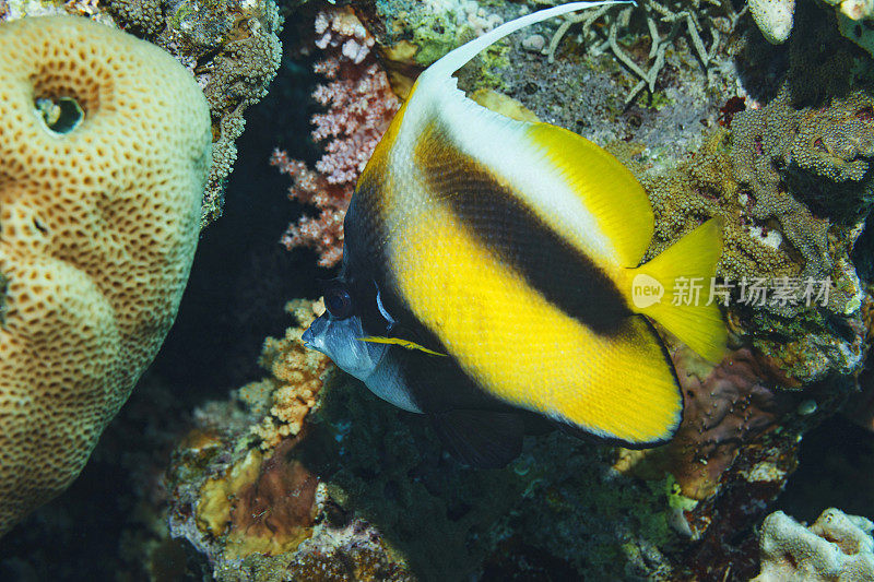 红海旗鱼鱼水下海洋生物珊瑚礁水下照片水肺潜水员的观点