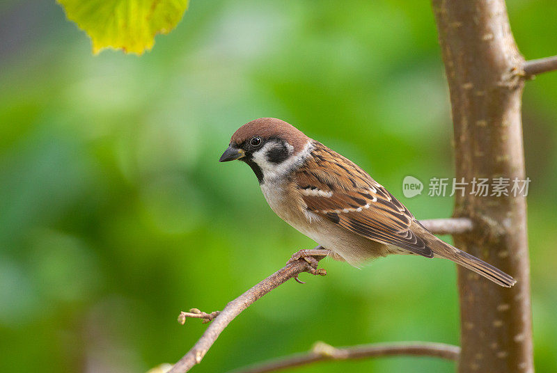 欧亚树麻雀