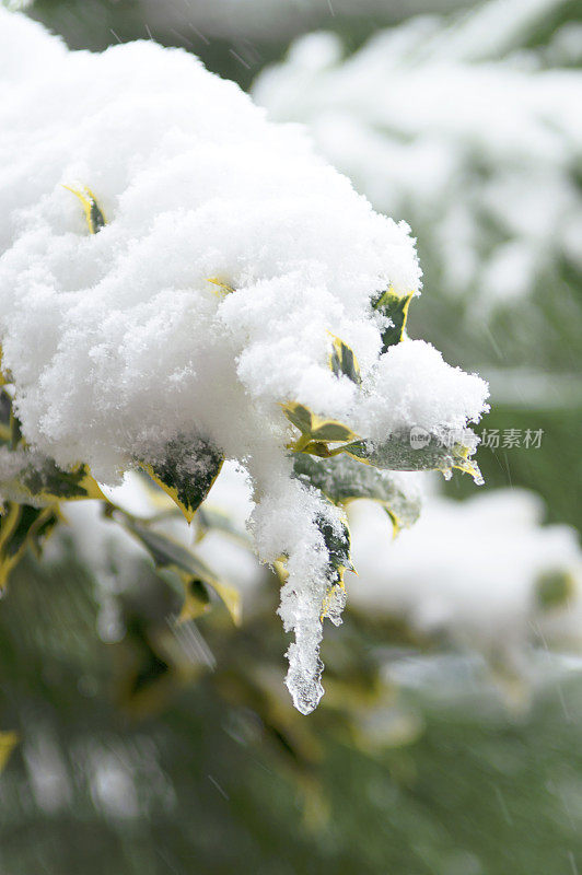 树枝上的雪-冬天的背景。