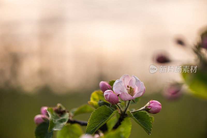 粉红色的苹果花