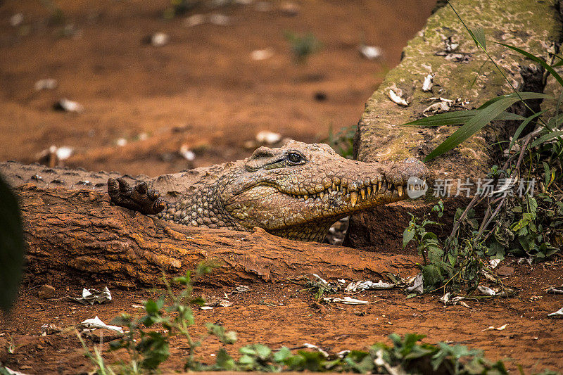 一只行走的非洲鳄鱼。参观内罗毕重要的无保护或受伤动物孤儿院。肯尼亚