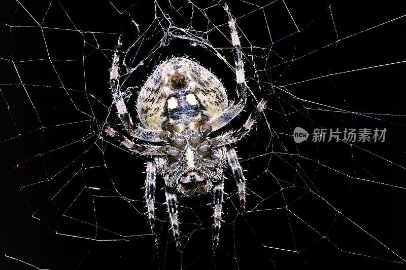 蜘蛛网上的蜘蛛(黑色背景)