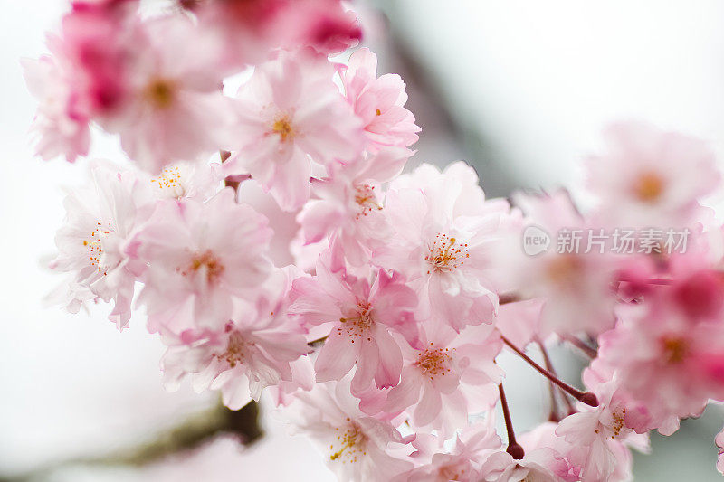 日本樱花在京都盛开