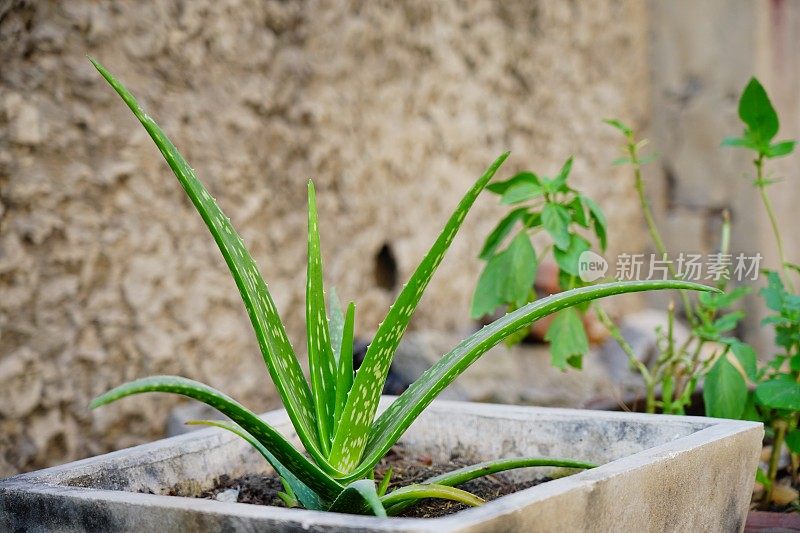 芦荟