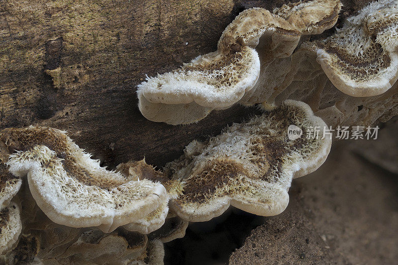 肠系膜黑木耳是一种不可食用的蘑菇，生长在腐烂的木材中