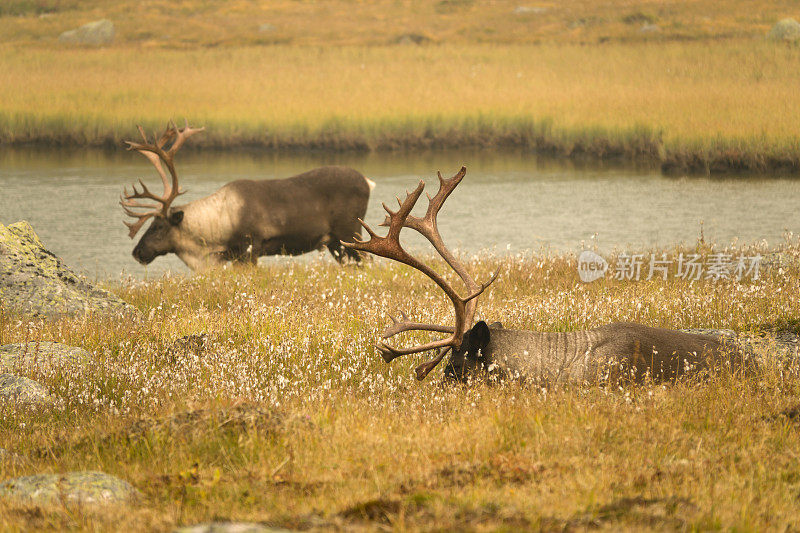 受威胁的山地驯鹿在加拿大阿尔伯塔省的贾斯帕国家公园吃草