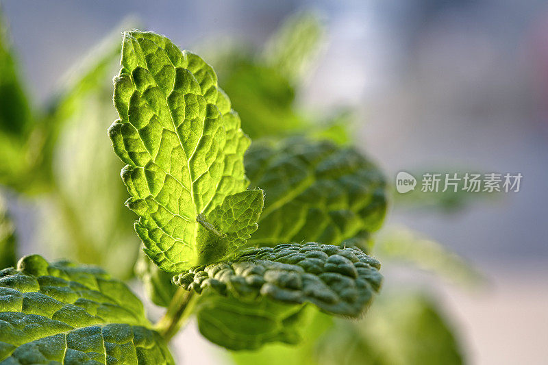 薄荷植物