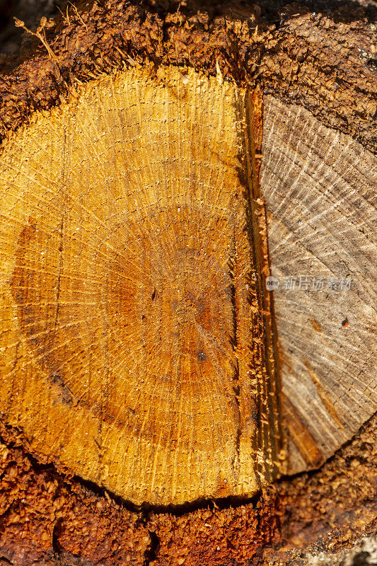 具有辐射纹的幼松树桩上不同龄期切口的垂直视图