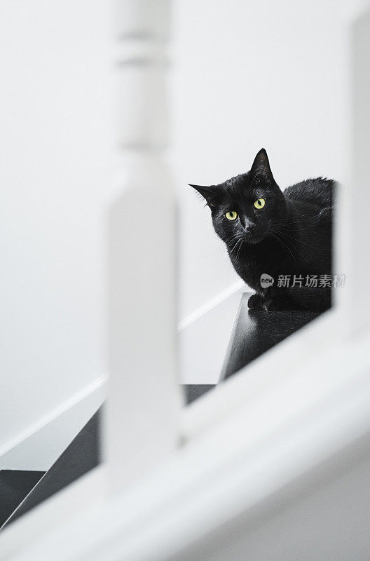 黑猫在黑白楼梯上