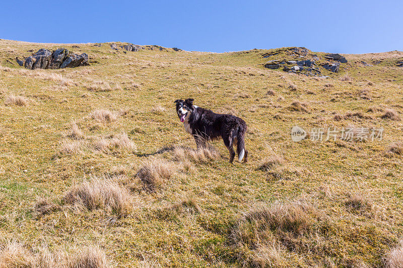 威尔士乡村山坡上的博德牧羊犬