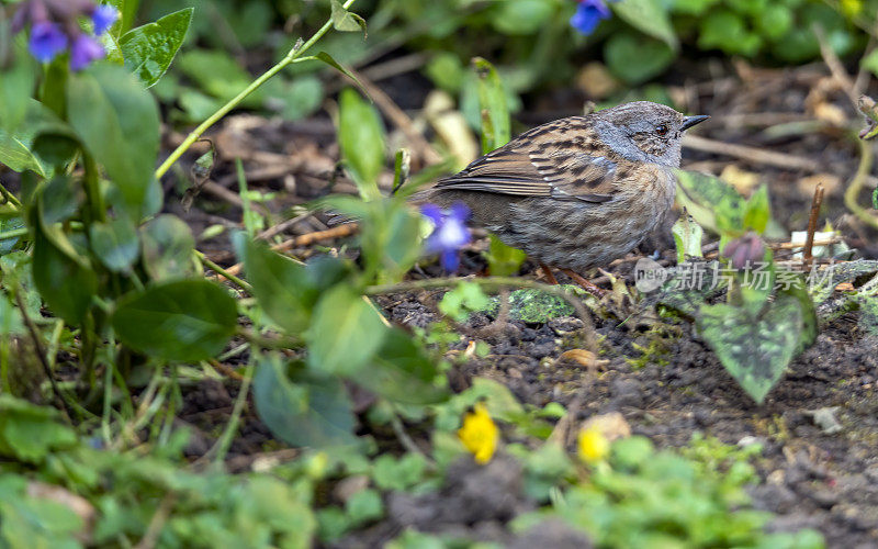 灌木丛中的Dunnock