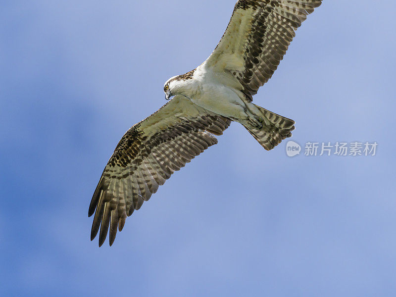 鱼鹰狩猎俄勒冈蓝色天空背景特写