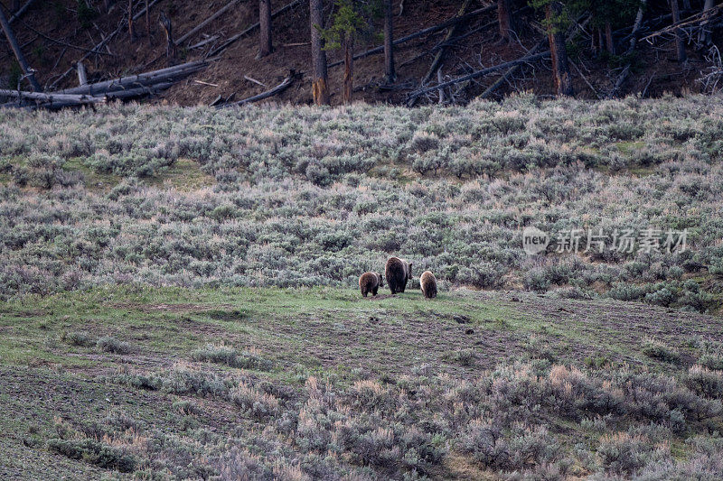 背对着镜头，灰熊一家，熊妈妈和2只一岁的小熊快速向西走